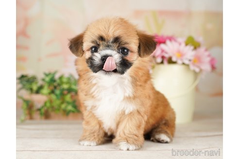 成約済の千葉県のミックス犬-257812の2枚目